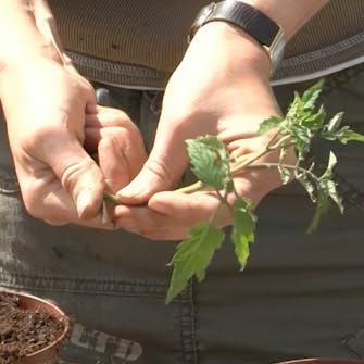 tomat stiklinger tomat stiklinger